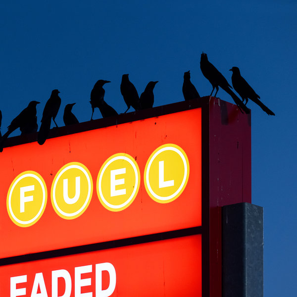 Nebraska / Chant des Oiseaux EP Nebraska / Chant des Oiseaux EP
